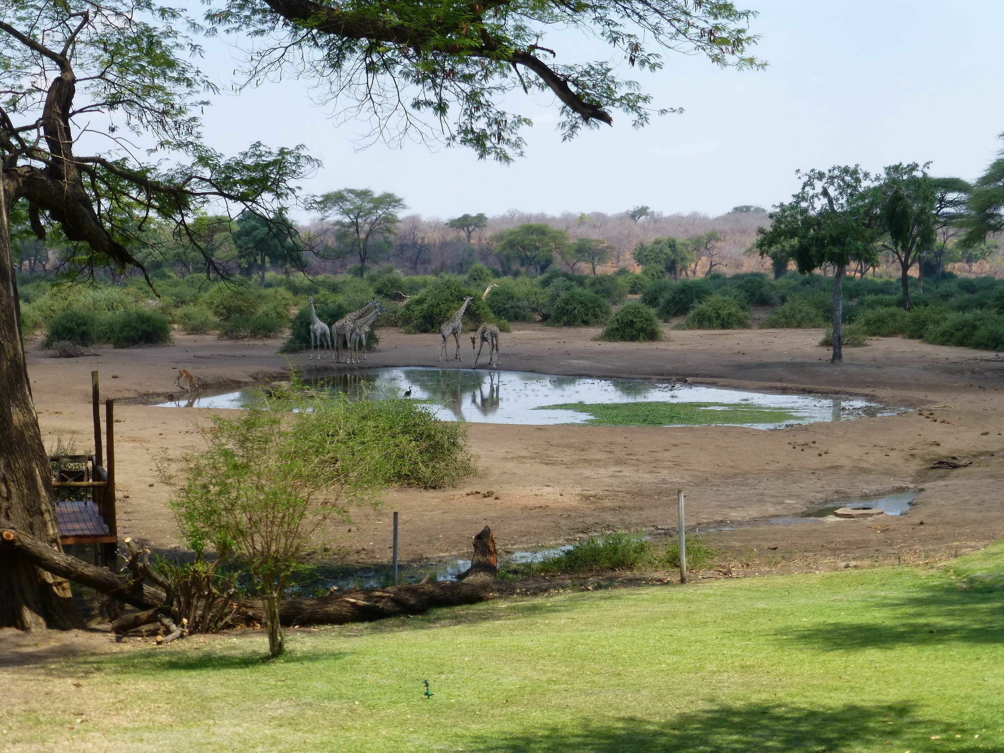Elephant Valley Lodge Kasane Exterior foto